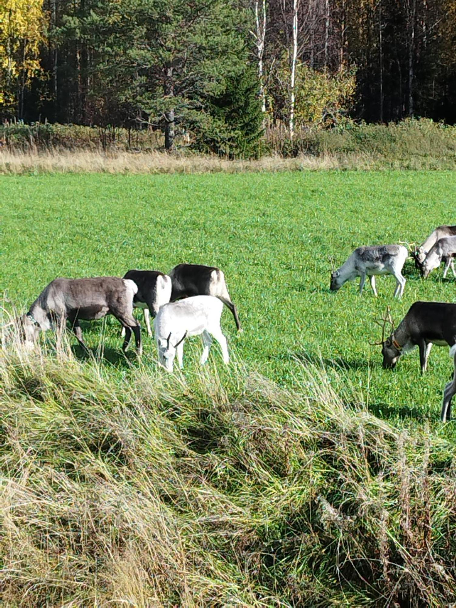 Arctic Ranch Villa Överkalix Buitenkant foto