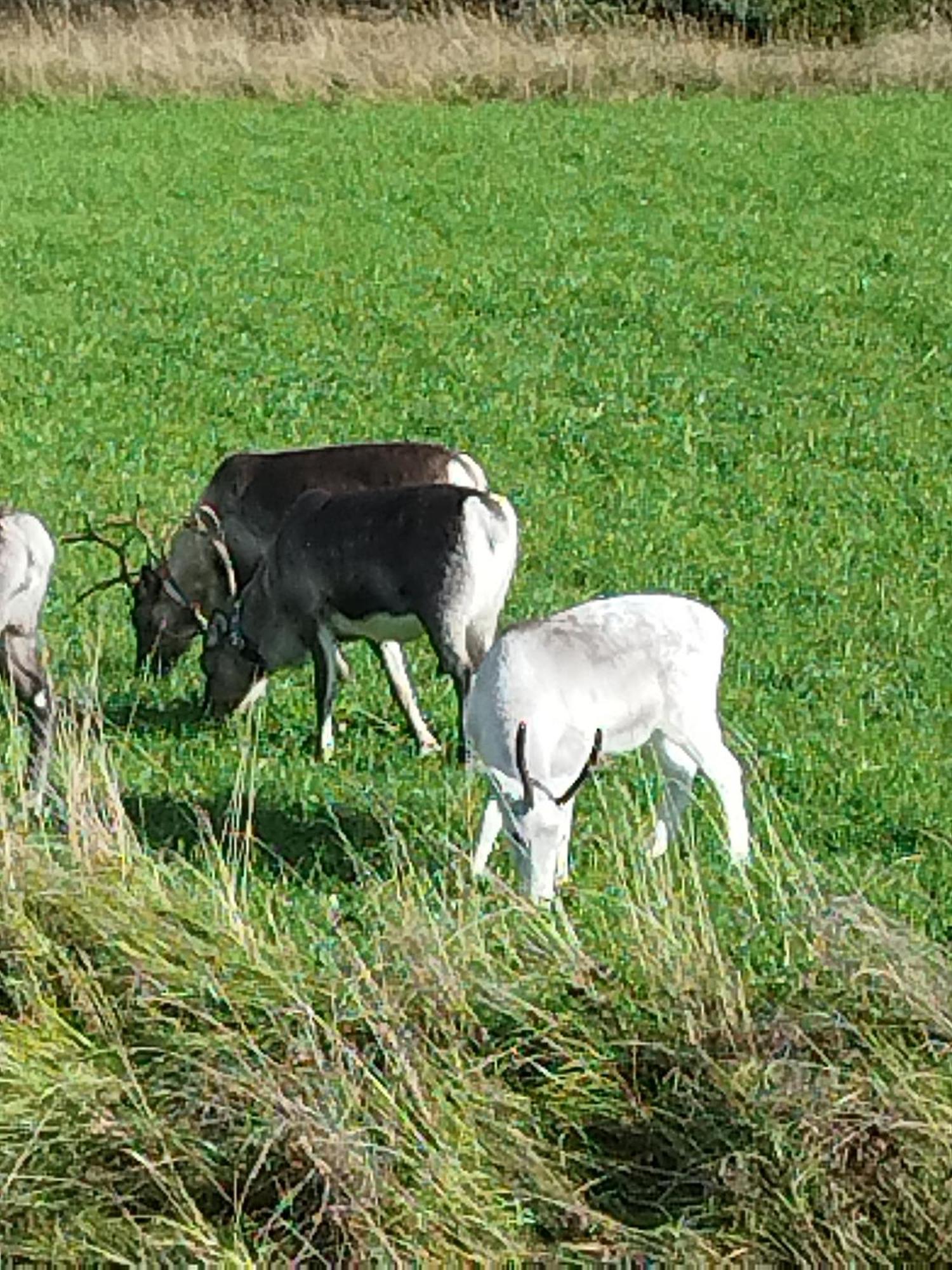 Arctic Ranch Villa Överkalix Buitenkant foto